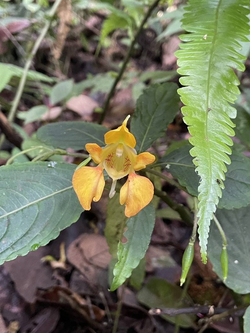 Impatiens elephanticeps photo 3