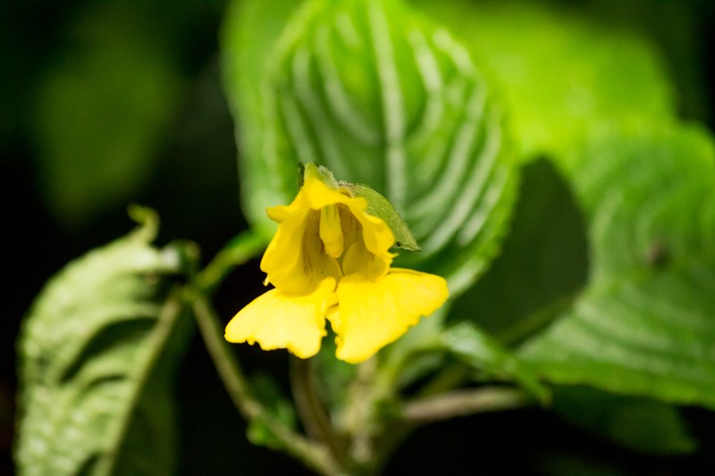 Impatiens elephanticeps photo 5