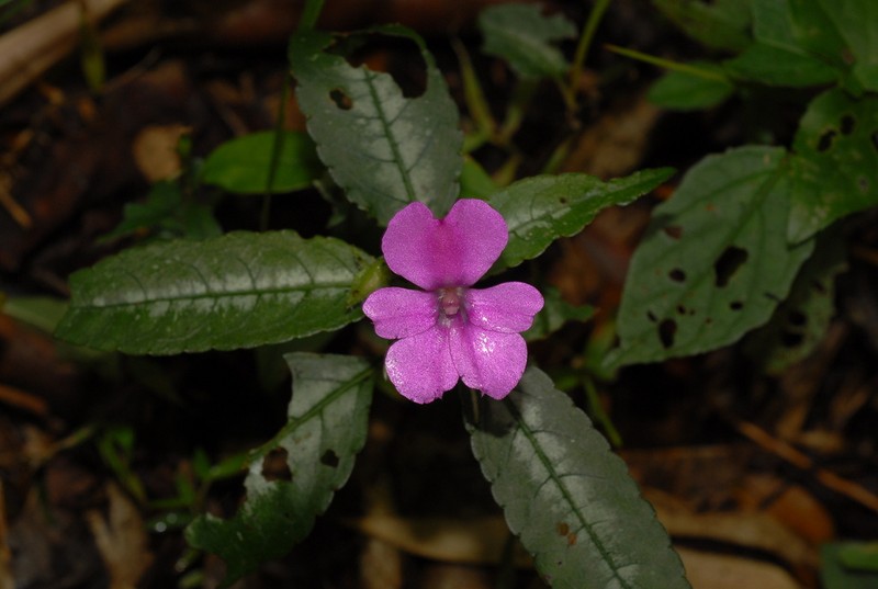 Impatiens elianae