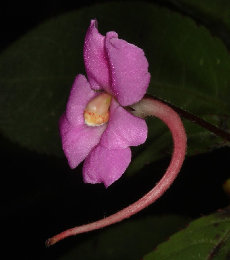 Impatiens elianae photo 2