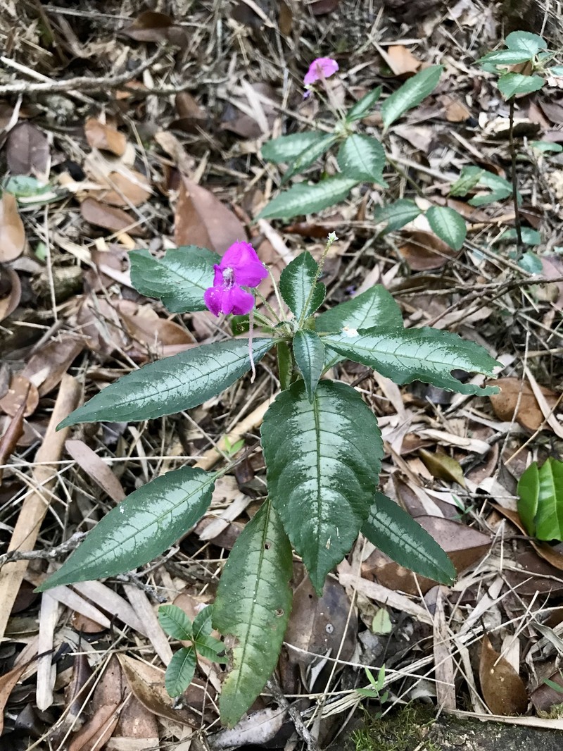 Impatiens elianae photo 4