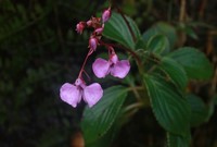 Impatiens elongata