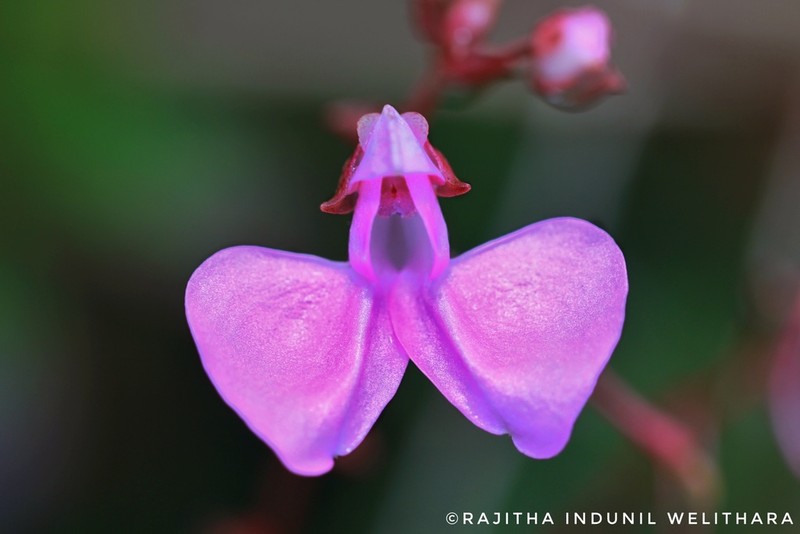 Impatiens elongata photo 2