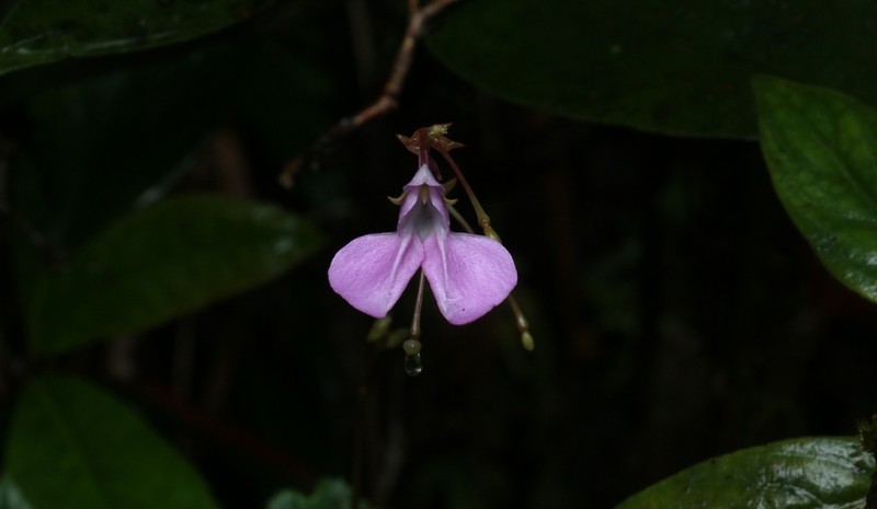 Impatiens elongata photo 4