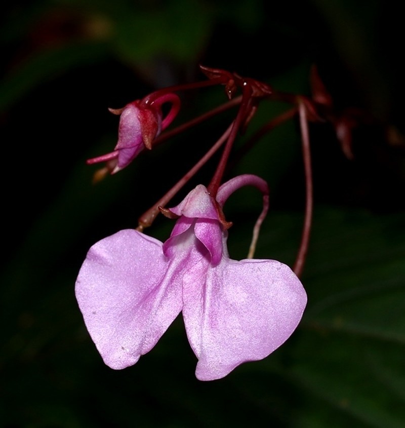 Impatiens elongata photo 5
