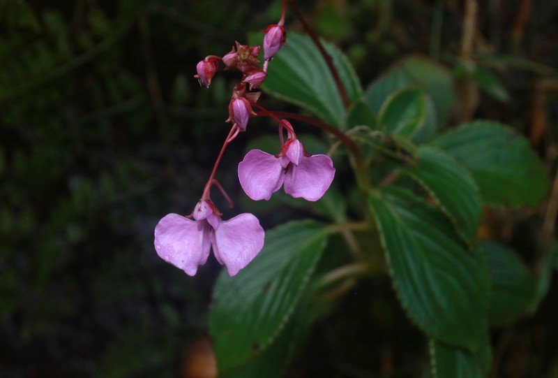 Impatiens elongata photo 6