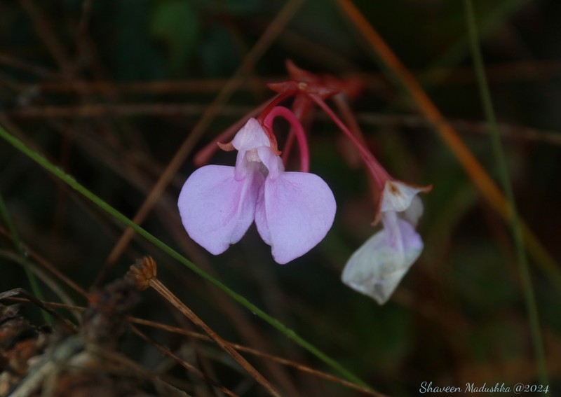 Impatiens elongata photo 7
