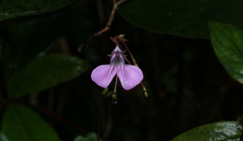 Impatiens elongata photo 8