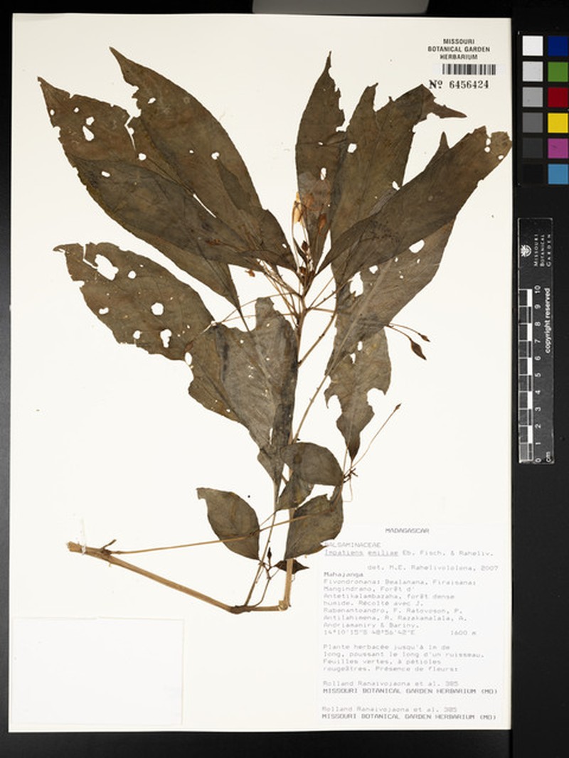 Impatiens emiliae