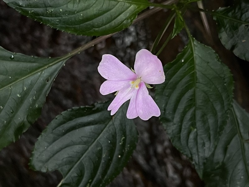 Impatiens engleri