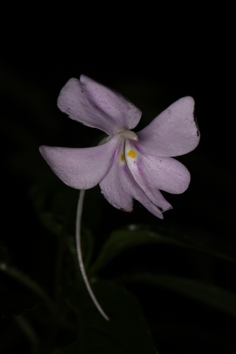 Impatiens engleri photo 2