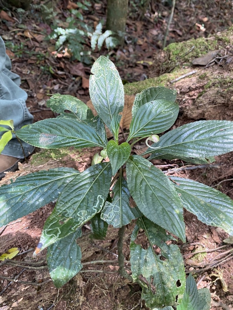 Impatiens engleri photo 3