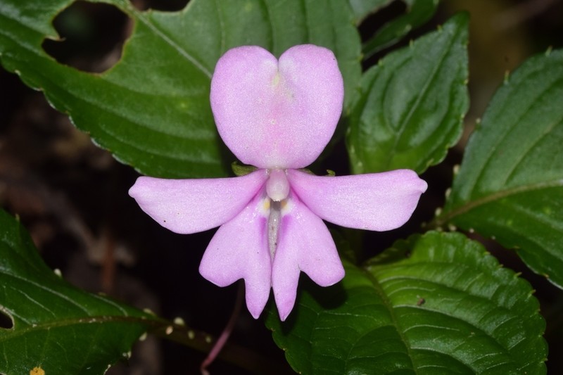 Impatiens engleri photo 4