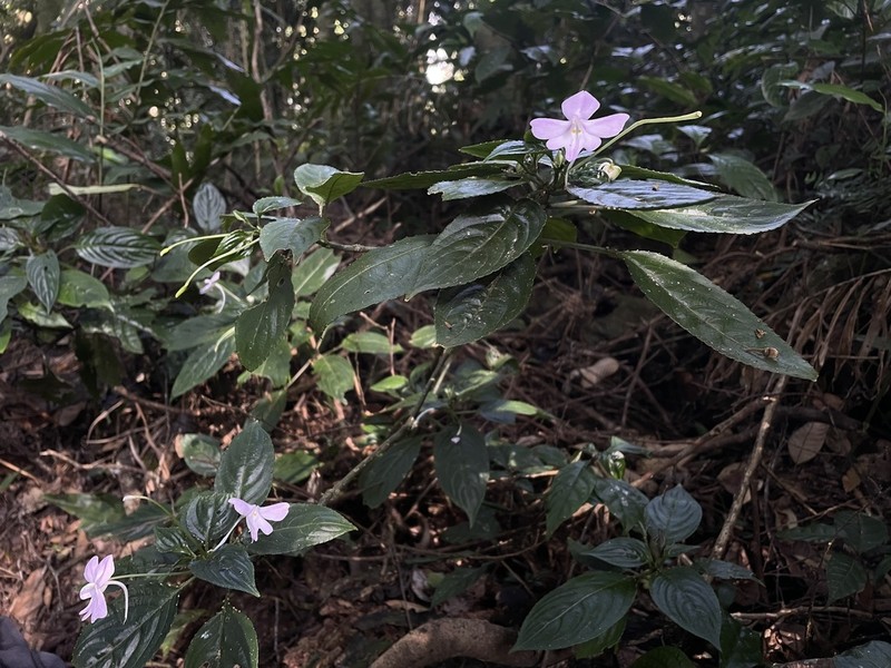 Impatiens engleri photo 5
