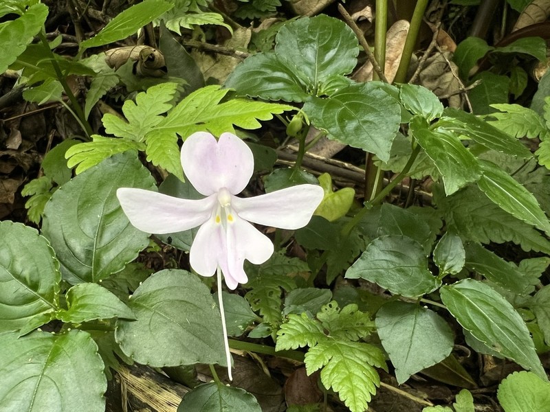 Impatiens engleri photo 6