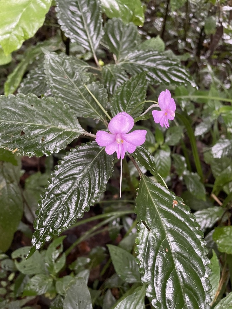 Impatiens engleri photo 7