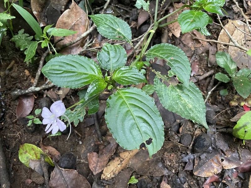 Impatiens engleri photo 8