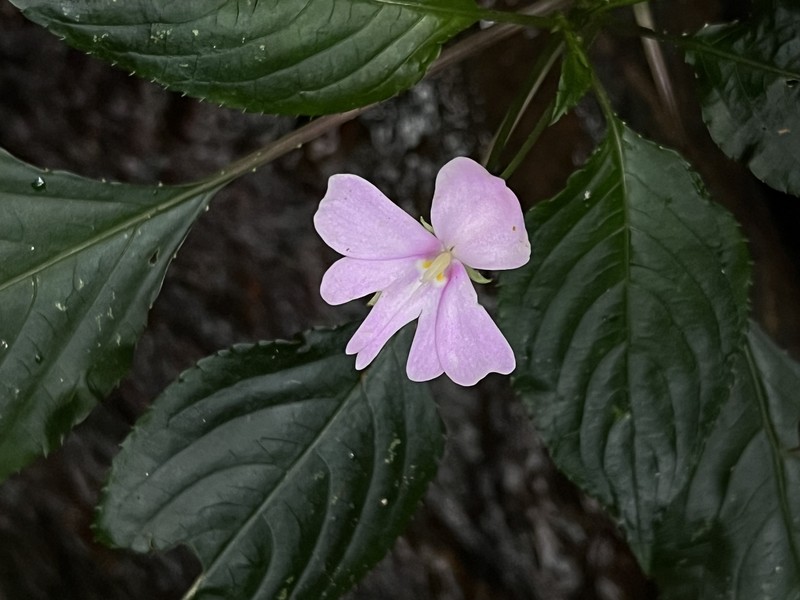 Impatiens engleri subsp. engleri