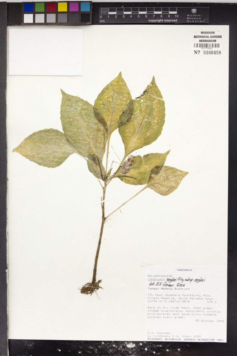 Impatiens engleri subsp. engleri photo 2