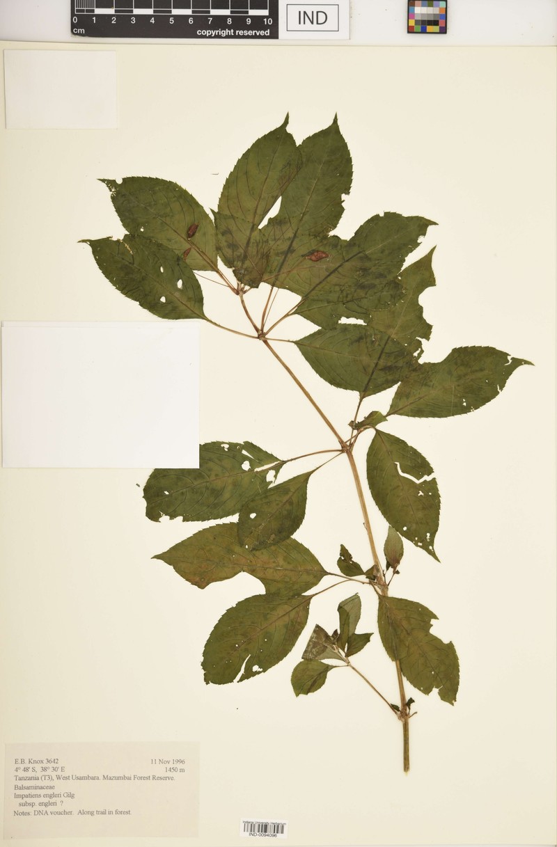 Impatiens engleri subsp. engleri photo 3