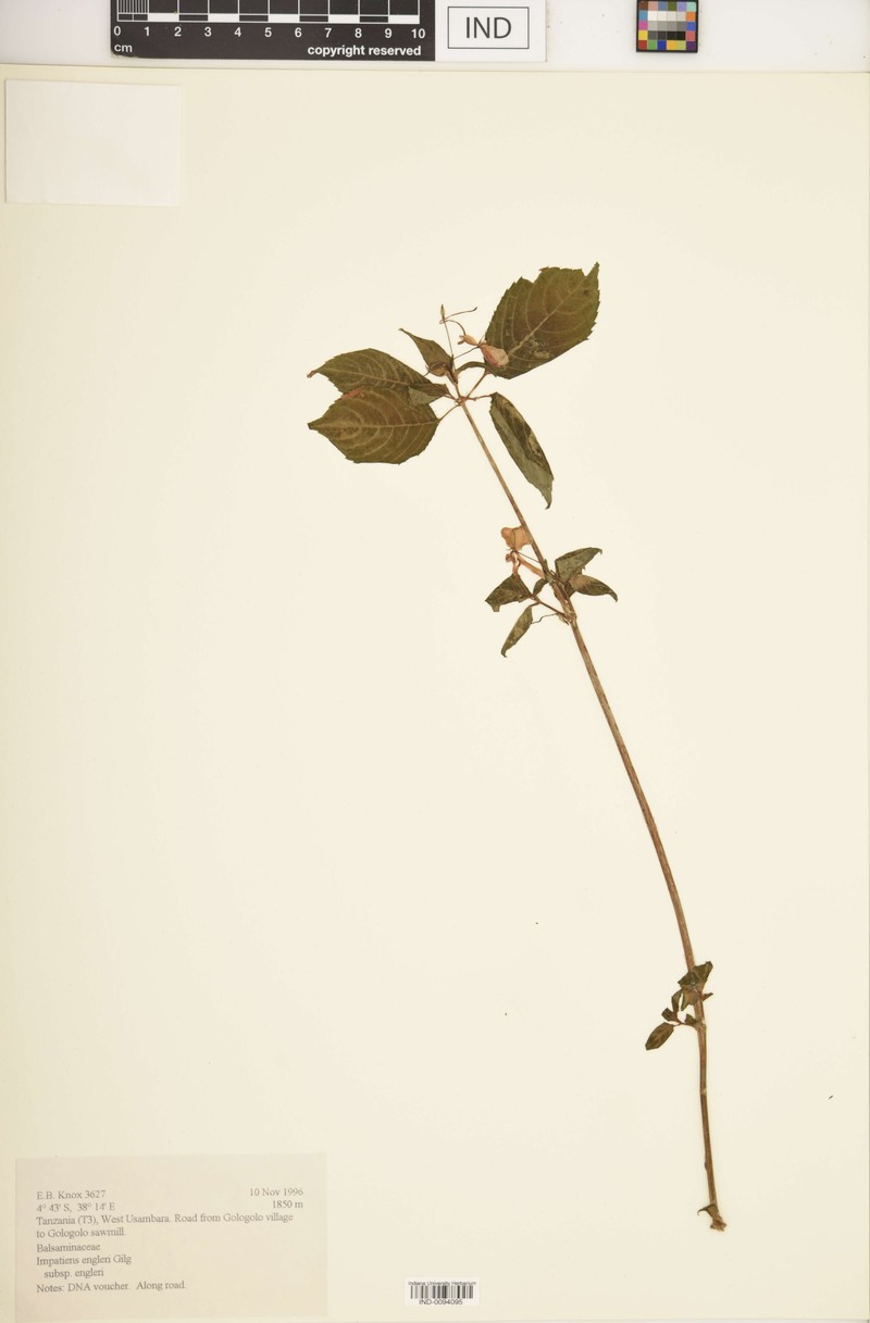 Impatiens engleri subsp. engleri photo 4