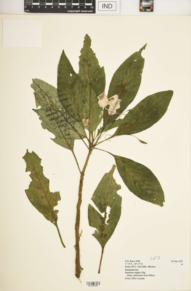 Impatiens engleri subsp. pubescens