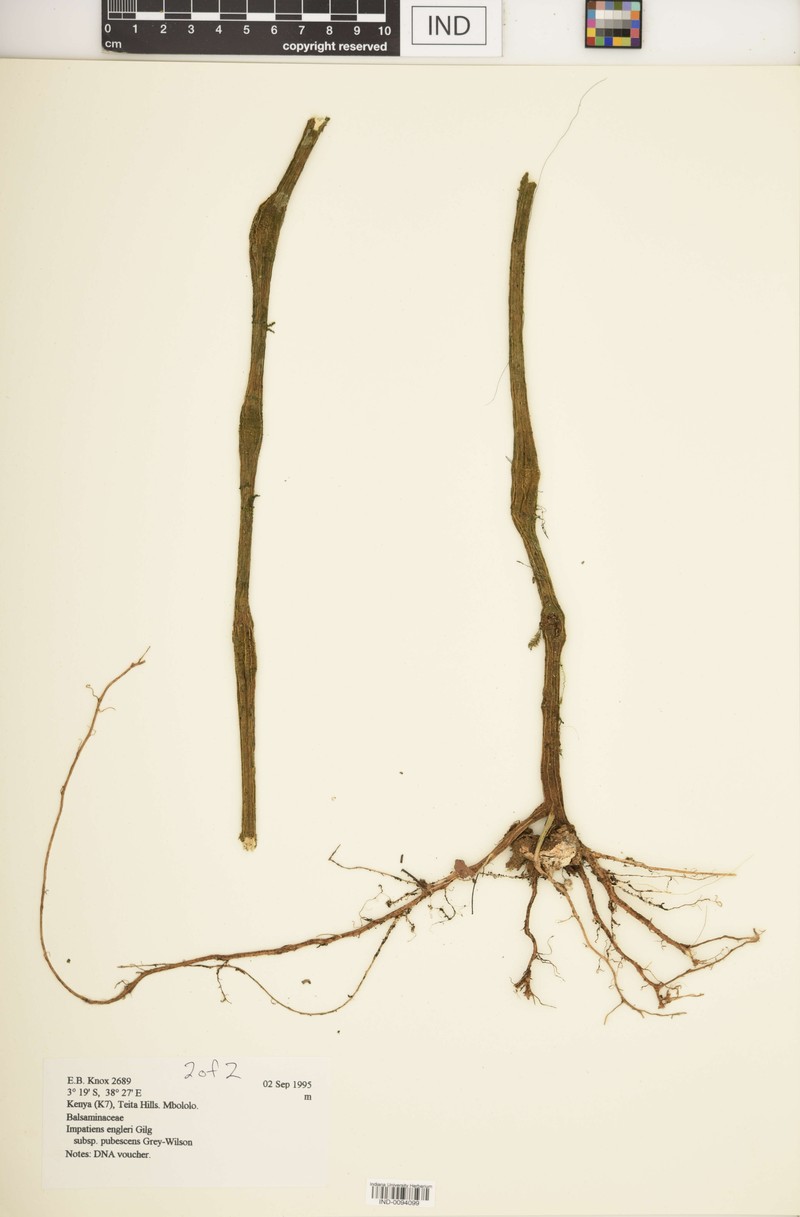 Impatiens engleri subsp. pubescens photo 2