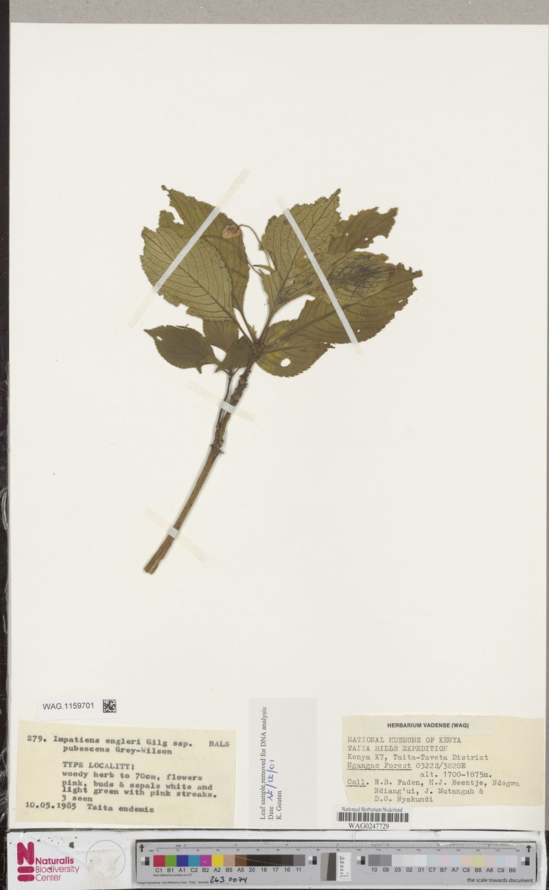 Impatiens engleri subsp. pubescens photo 3