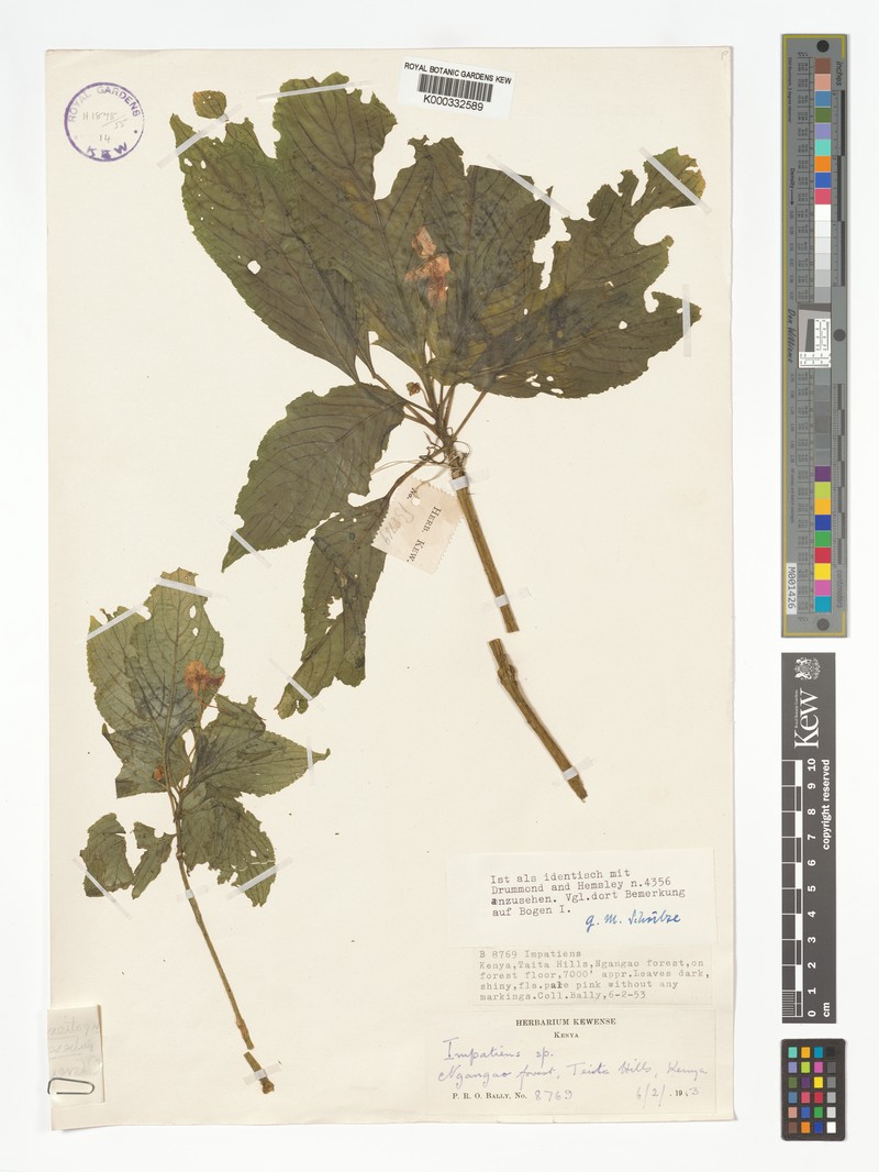 Impatiens engleri subsp. pubescens photo 4