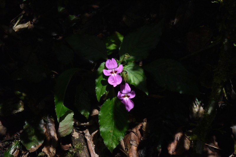 Impatiens erecticornis photo 2
