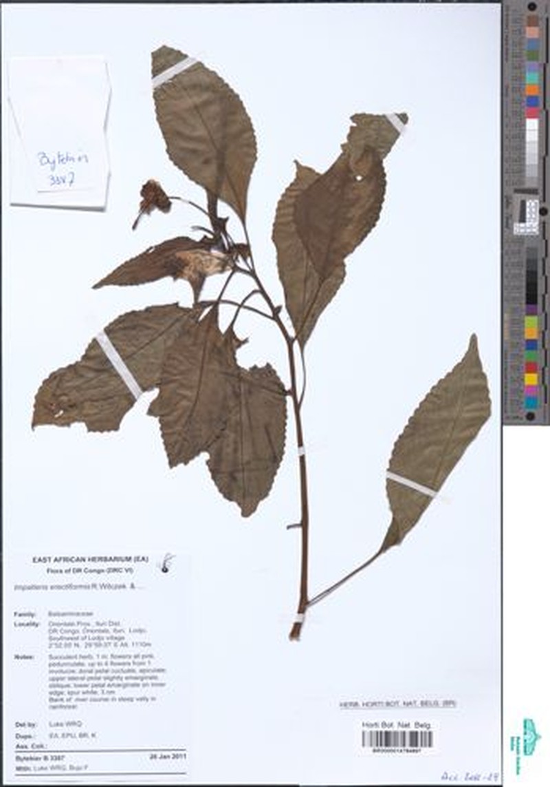 Impatiens erecticornis photo 4