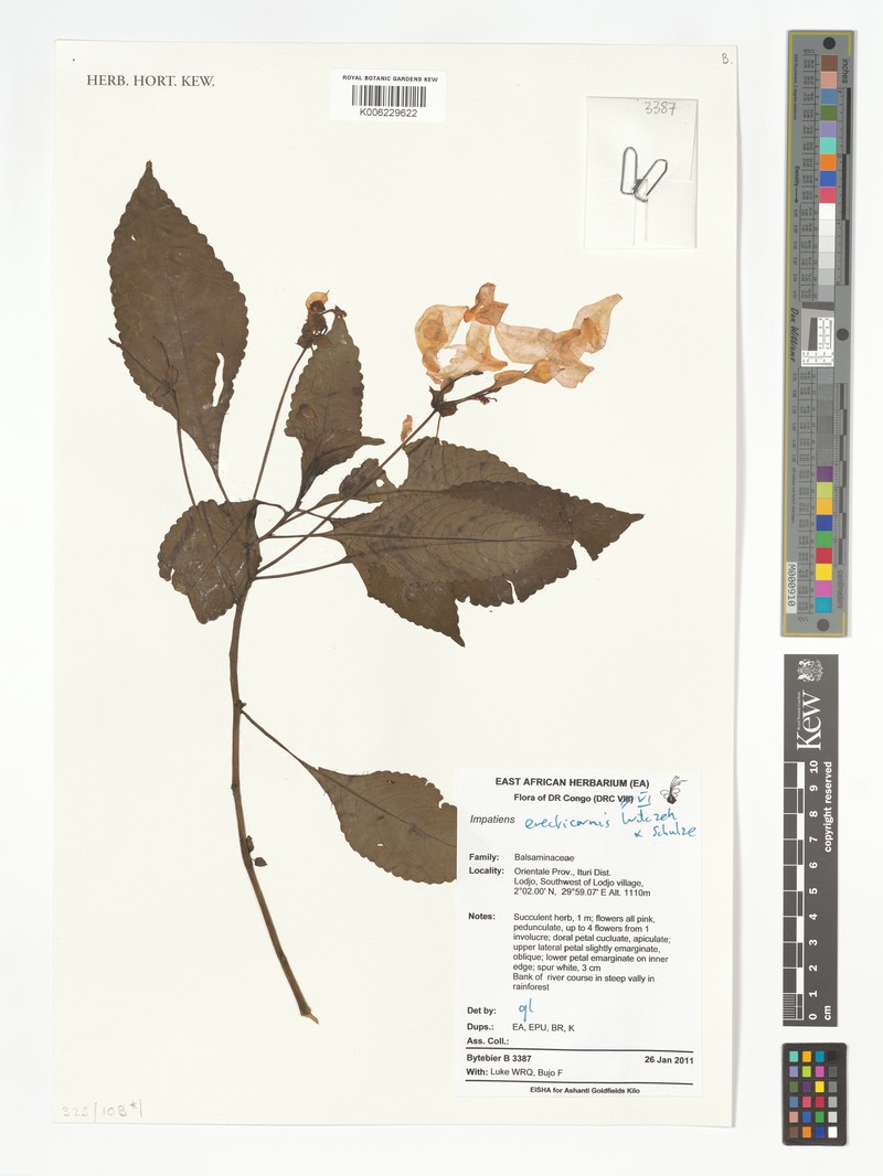 Impatiens erecticornis photo 5
