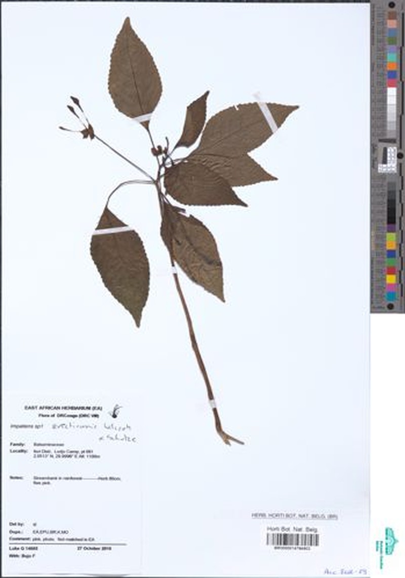 Impatiens erecticornis photo 6