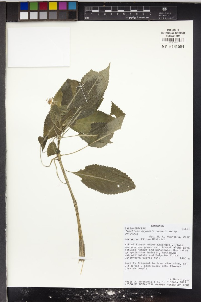 Impatiens eryaleia