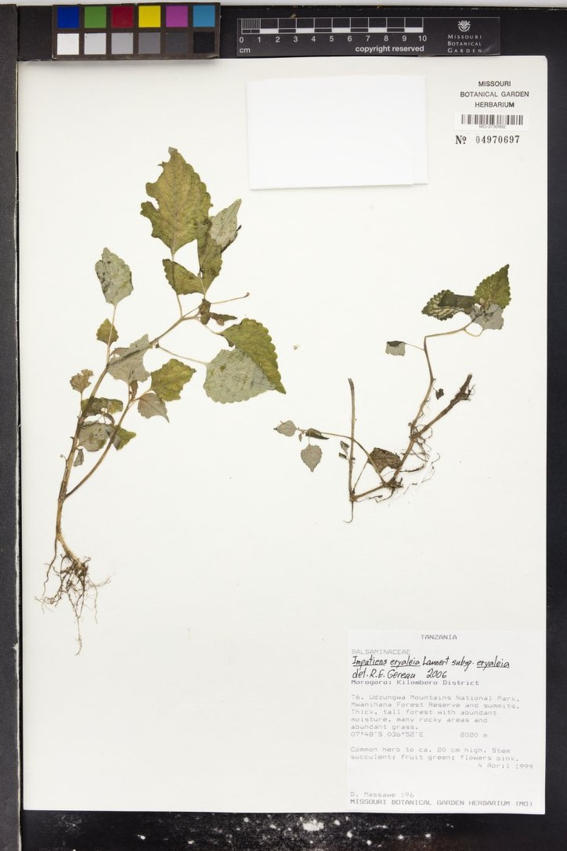 Impatiens eryaleia photo 2