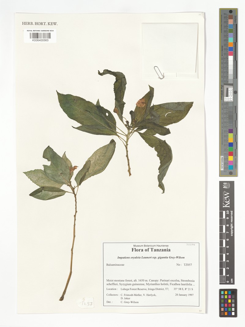Impatiens eryaleia photo 3