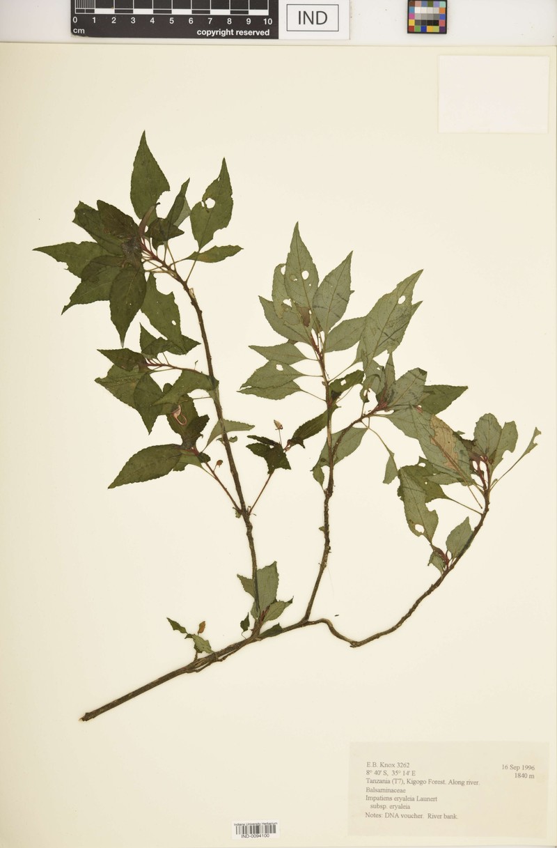 Impatiens eryaleia photo 4