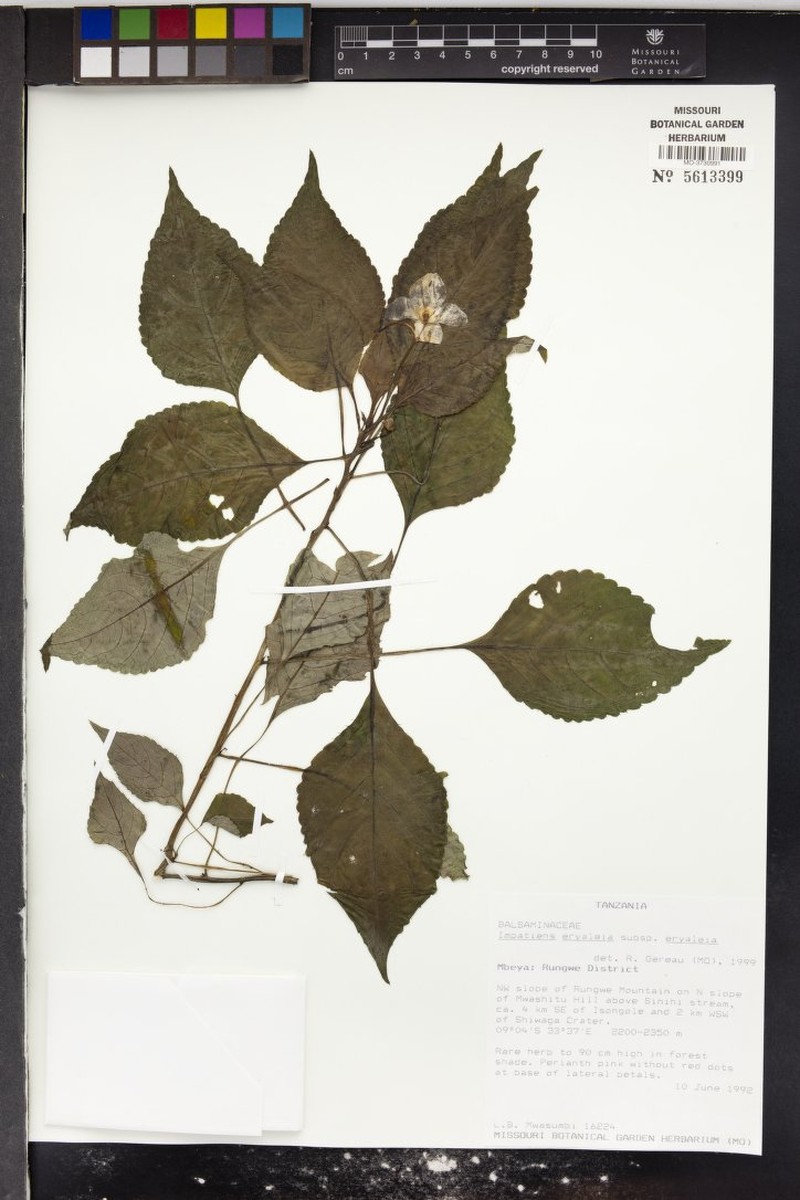 Impatiens eryaleia subsp. eryaleia photo 4
