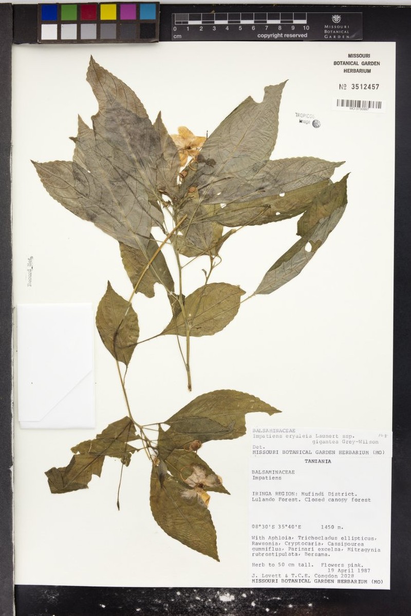 Impatiens eryaleia subsp. gigantea photo 2