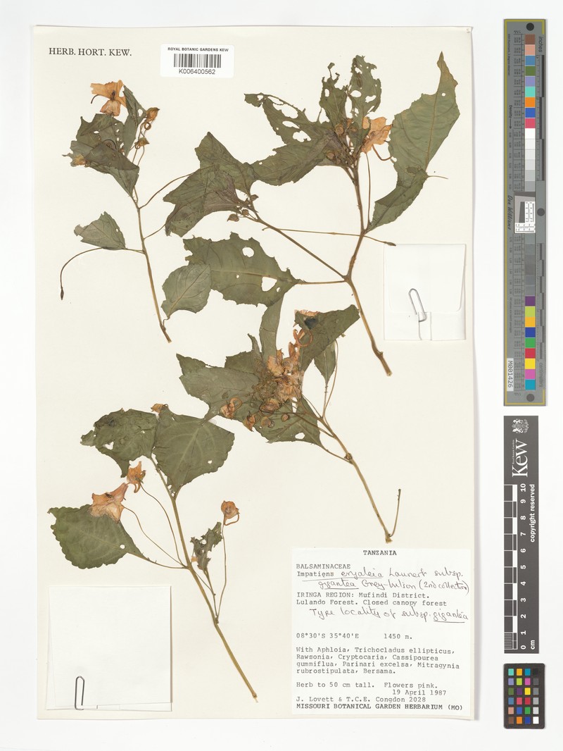 Impatiens eryaleia subsp. gigantea photo 3