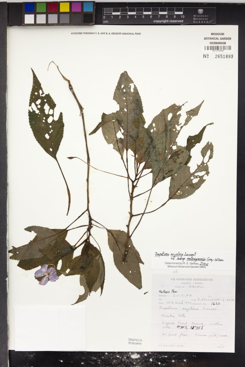 Impatiens eryaleia subsp. matengoensis