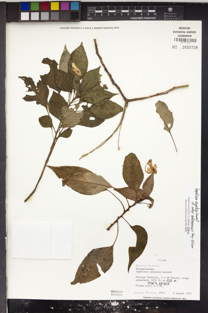 Impatiens eryaleia subsp. matengoensis photo 2