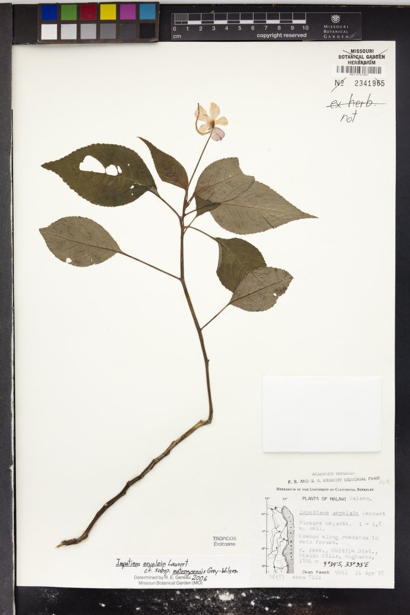 Impatiens eryaleia subsp. matengoensis photo 3