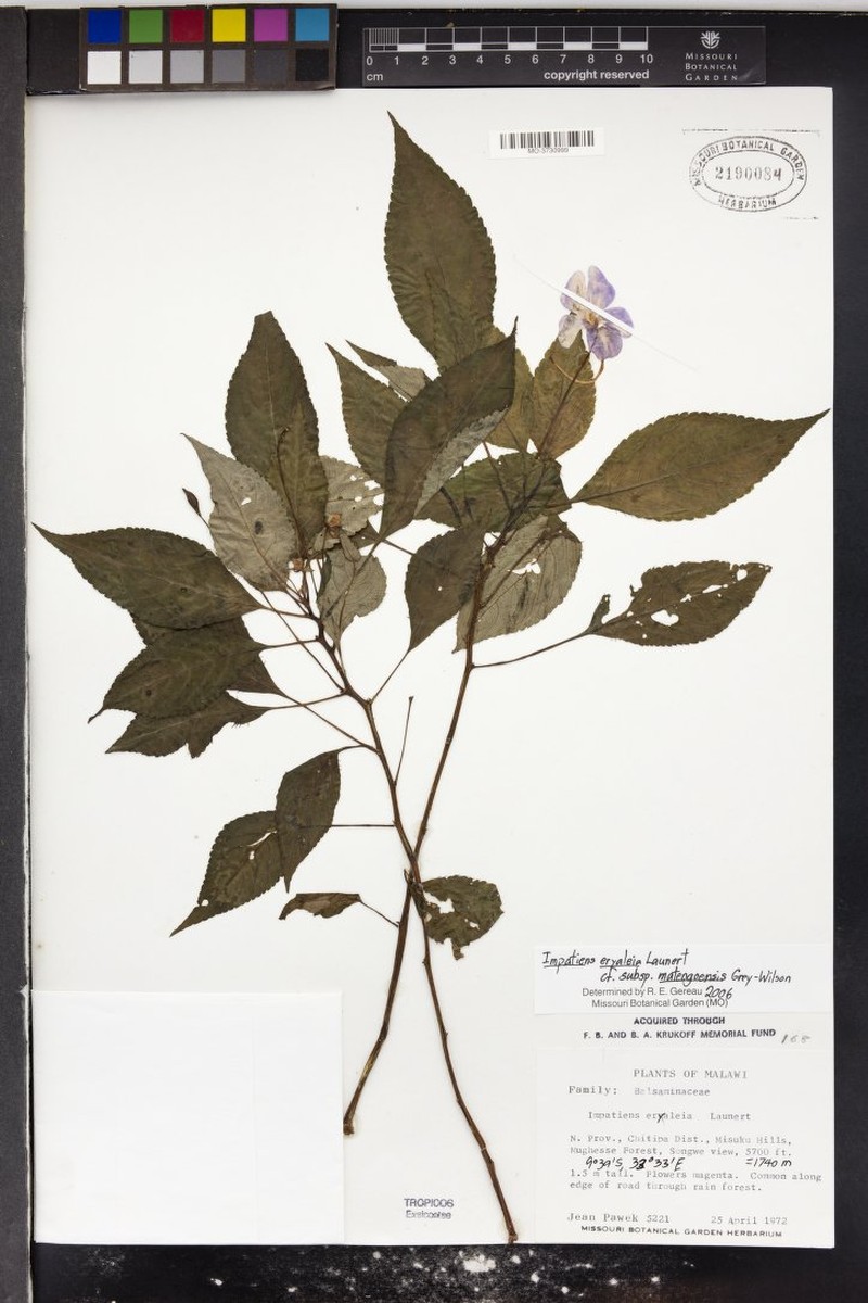Impatiens eryaleia subsp. matengoensis photo 4