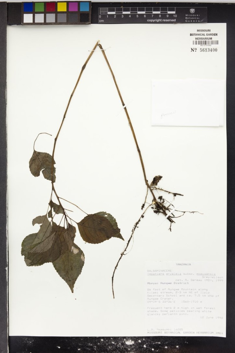 Impatiens eryaleia subsp. mbeyaensis