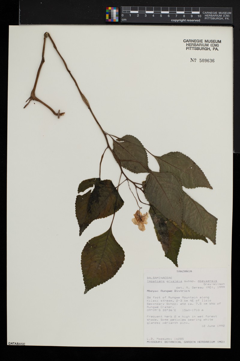 Impatiens eryaleia subsp. mbeyaensis photo 2