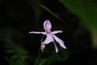 Impatiens ethiopica