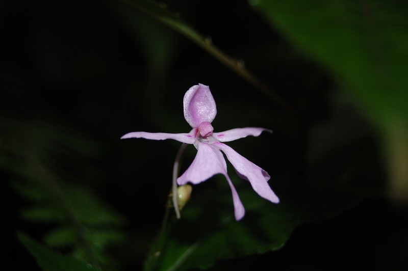 Impatiens ethiopica