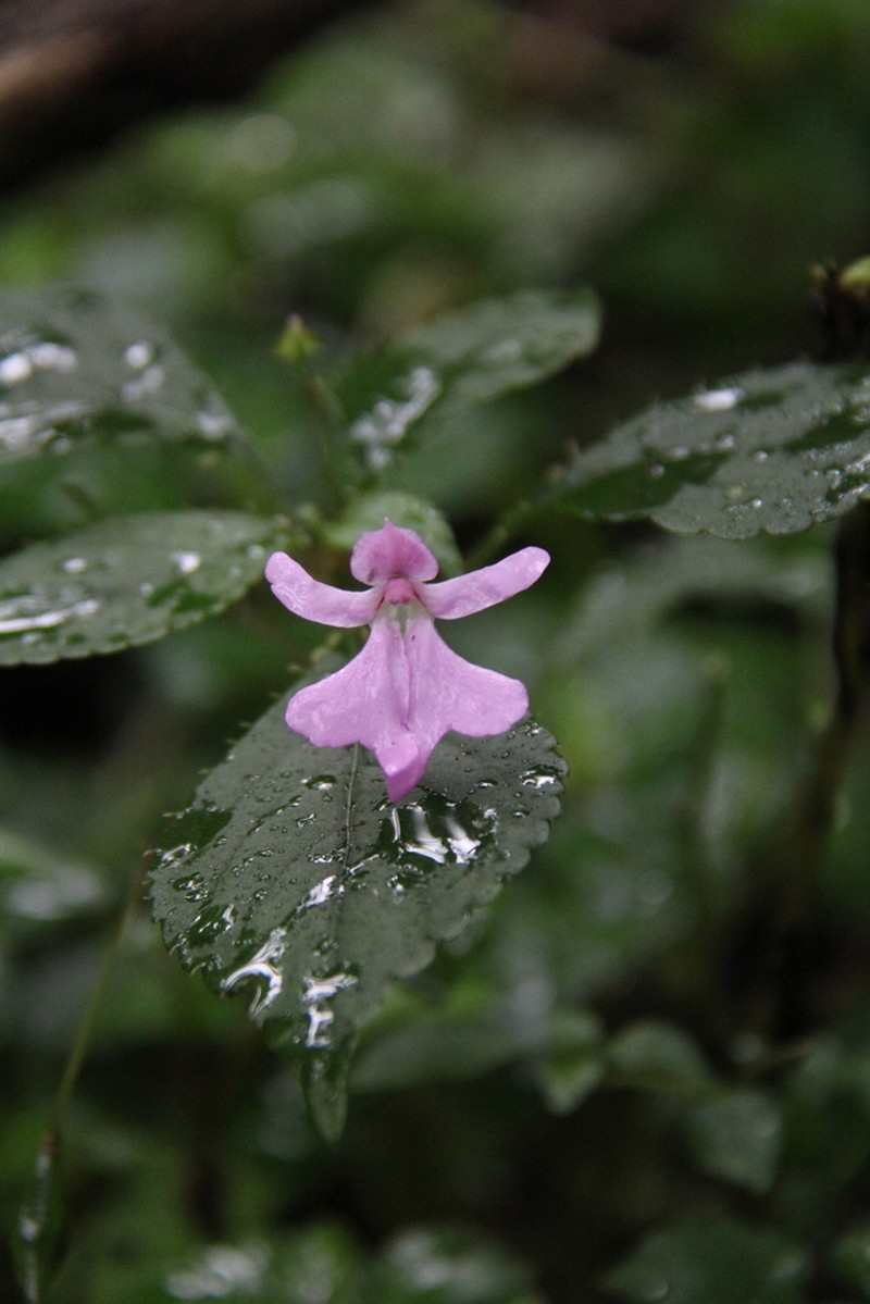 Impatiens ethiopica photo 2