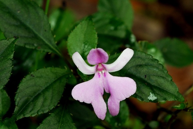 Impatiens ethiopica photo 3